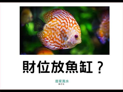 財位可以放魚缸嗎|財位魚缸擺放秘訣大公開